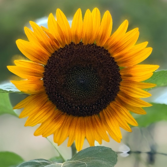 Sale - Picture 1 of 2